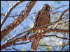 brown_falcon_157856