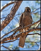 brown_falcon_157864
