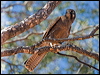 brown_falcon_157873