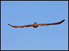 brown_falcon_157881