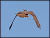 brown_falcon_157883