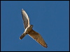 brown_falcon_157977