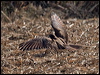 brown_falcon_167151