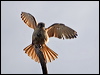 brown_falcon_182647