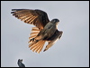 brown_falcon_182648
