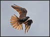 brown_falcon_182649
