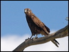 brown_falcon_186925