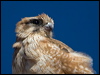brown_falcon_187482
