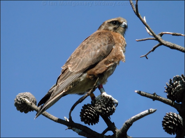 Brown Falcon brown_falcon_07230.psd