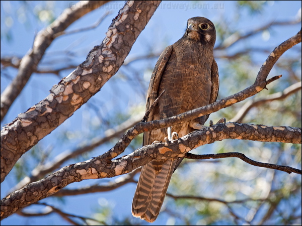 Brown Falcon brown_falcon_157856.psd