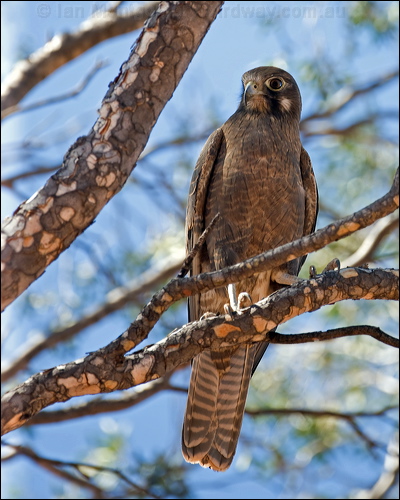 Brown Falcon brown_falcon_157864.psd