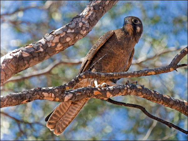 Brown Falcon brown_falcon_157873.psd
