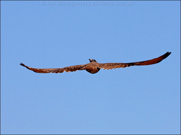 Brown Falcon brown_falcon_157881.psd