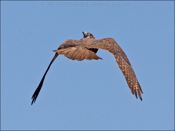 Brown Falcon brown_falcon_157883.psd