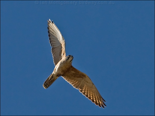 Brown Falcon brown_falcon_157977.psd