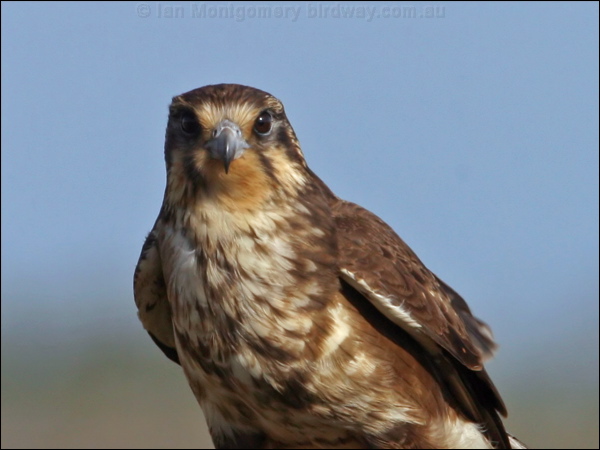 Brown Falcon brown_falcon_16499.psd
