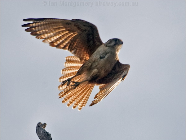 Brown Falcon brown_falcon_182648.psd