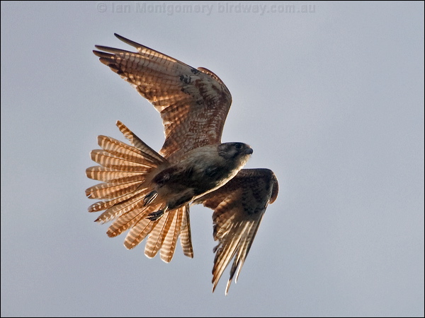 Brown Falcon brown_falcon_182649.psd