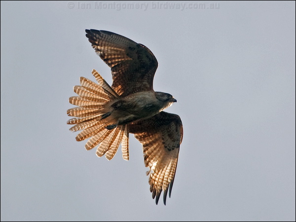 Brown Falcon brown_falcon_182650.psd