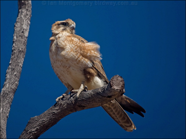 Brown Falcon brown_falcon_187483.psd