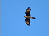 chimango_caracara_207670