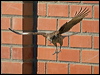 chimango_caracara_208320
