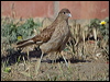 Click here to enter gallery and see photos of Chimango Caracara