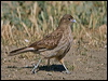 chimango_caracara_208335