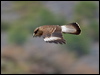 chimango_caracara_208739