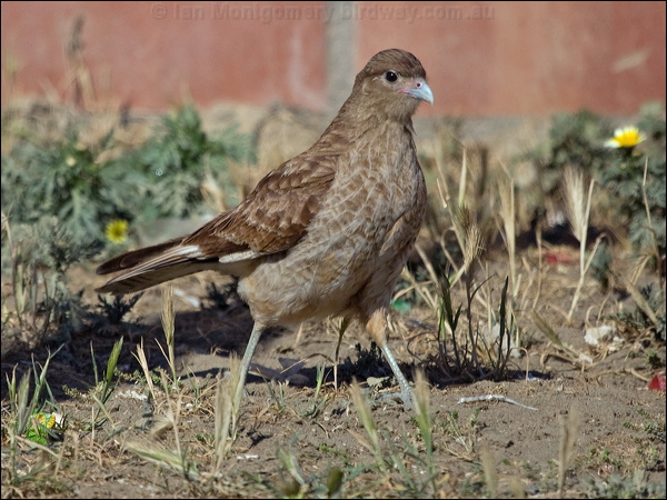 Chimango Caracara chimango_caracara_208331.psd