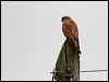 common_kestrel_20191