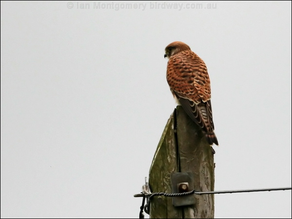 Common Kestrel common_kestrel_20191.psd