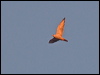 grey_falcon_187976