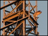 grey_falcon_187987