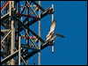 grey_falcon_188045