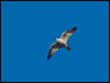 grey_falcon_188046