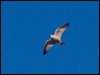grey_falcon_188047