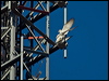 grey_falcon_188076