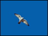 grey_falcon_188079