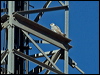 grey_falcon_188167