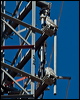 grey_falcon_188210