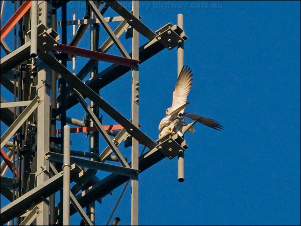 Grey Falcon grey_falcon_188045.psd