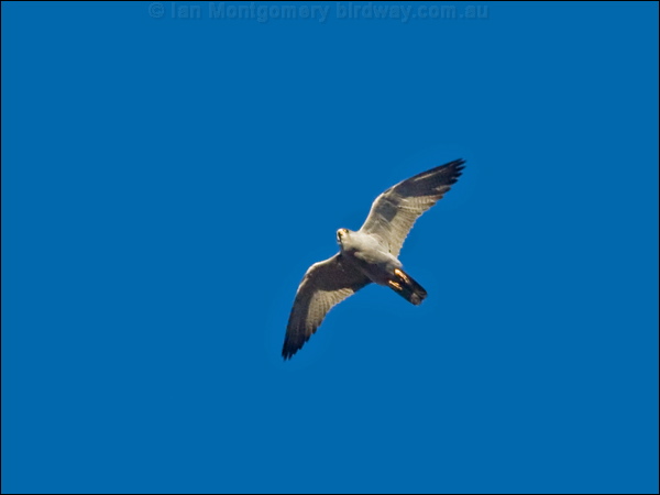 Grey Falcon grey_falcon_188046.psd