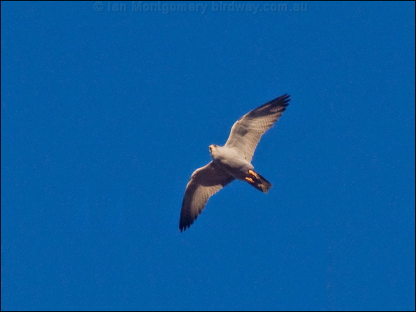 Grey Falcon grey_falcon_188047.psd