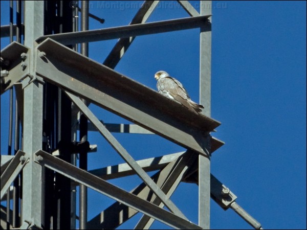 Grey Falcon grey_falcon_188167.psd