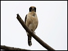 laughing_falcon_27672