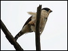 laughing_falcon_27673