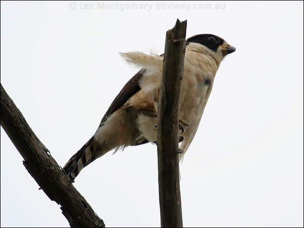 Laughing Falcon laughing_falcon_27673.psd