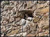 lesser_kestrel_53188