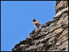 Click here to enter gallery and see photos of Lesser Kestrel